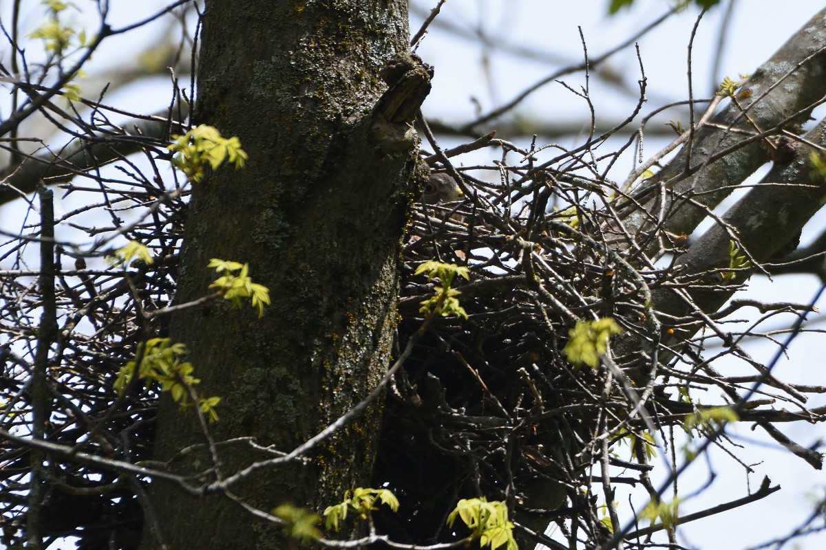 Sharp-shinned Hawk - Richard Guillet