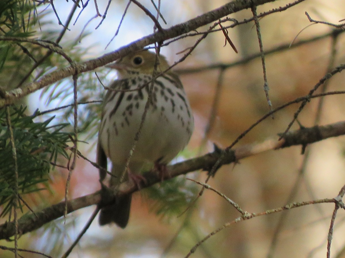 Ovenbird - ML618780729