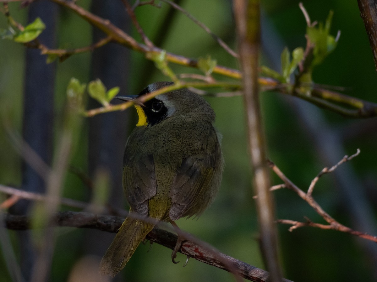 Common Yellowthroat - Lane Theander