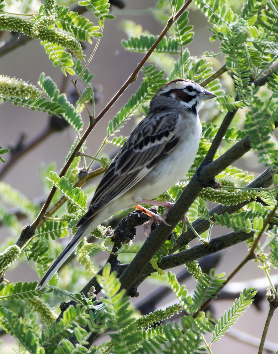 Lark Sparrow - Leslie Holzmann