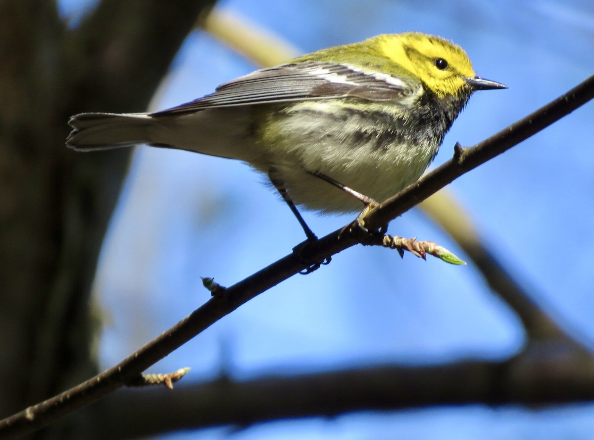 Grünmantel-Waldsänger - ML618780749