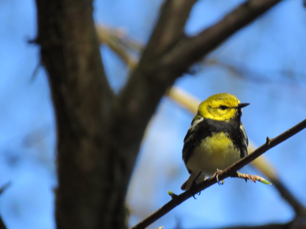 Black-throated Green Warbler - ML618780750