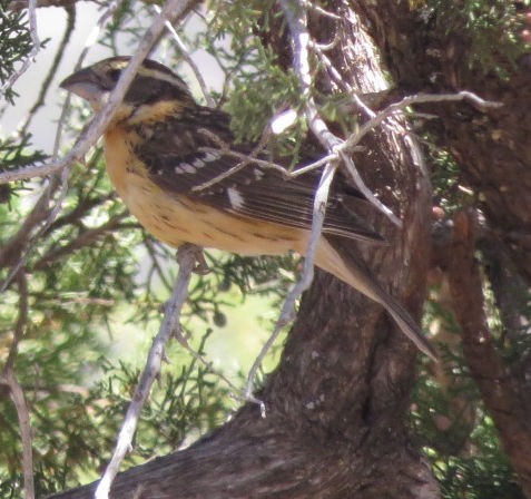 Black-headed Grosbeak - ML618780768