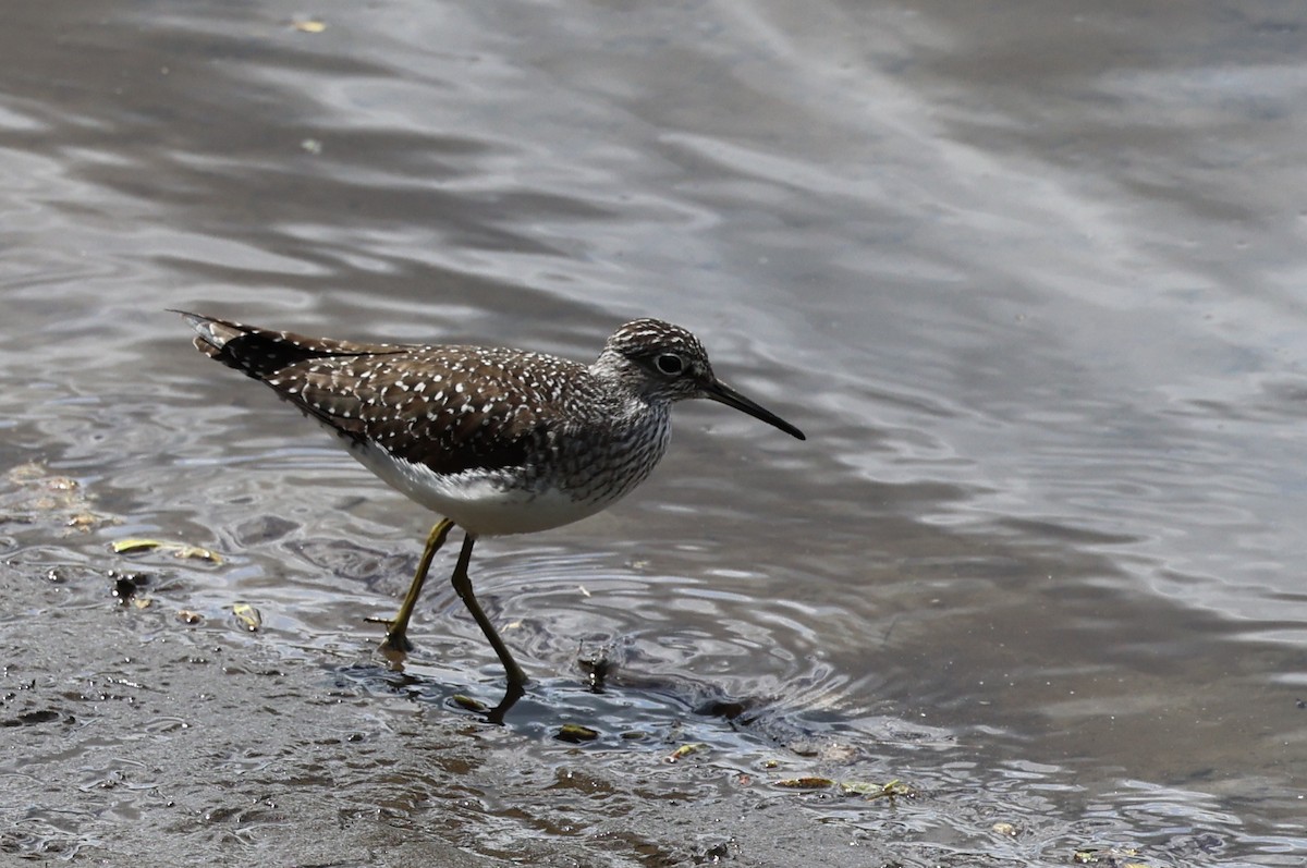 Solitary Sandpiper - ML618780771