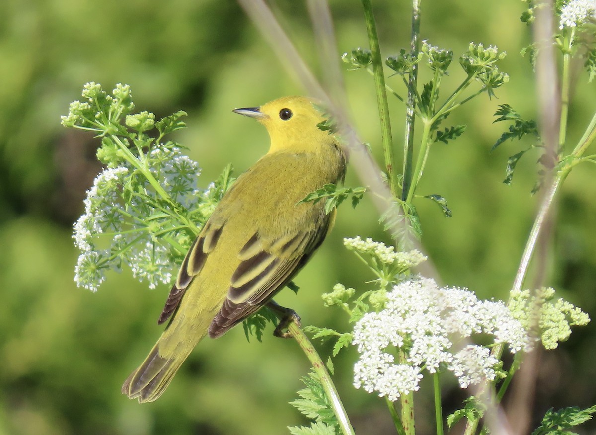 Yellow Warbler - karen pinckard