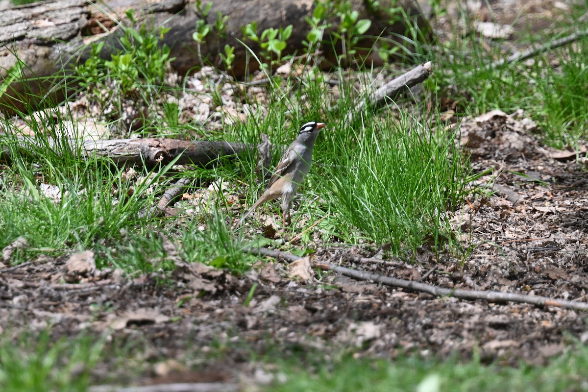 White-crowned Sparrow - Johanne Boismenu