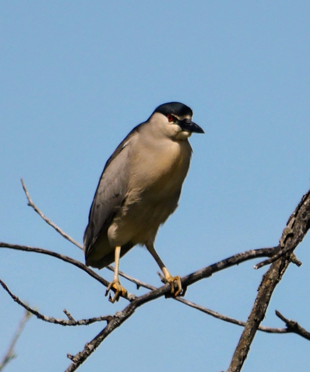 Black-crowned Night Heron - Cécile Charlton