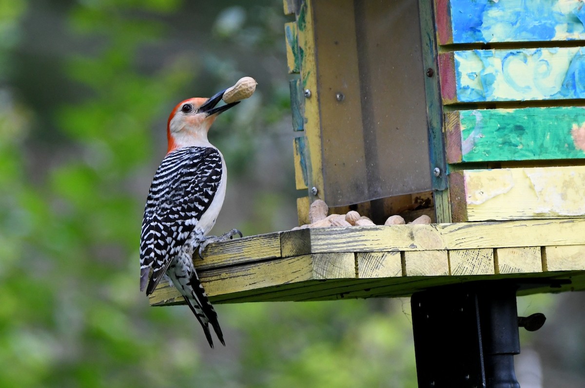 Red-bellied Woodpecker - Kevin Smith