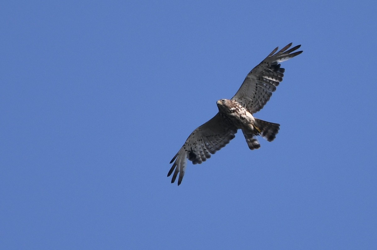 Red-shouldered Hawk - Kevin Smith