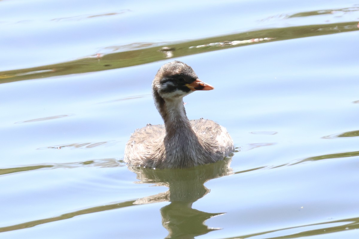 Little Grebe - Eric Cameron