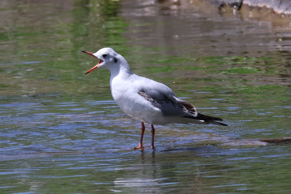 Mouette rieuse - ML618780856