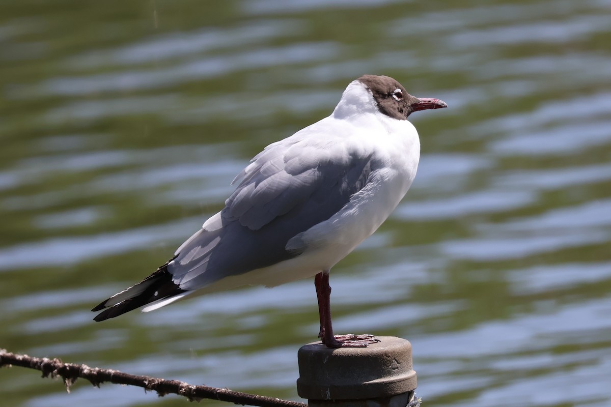 Black-headed Gull - Eric Cameron