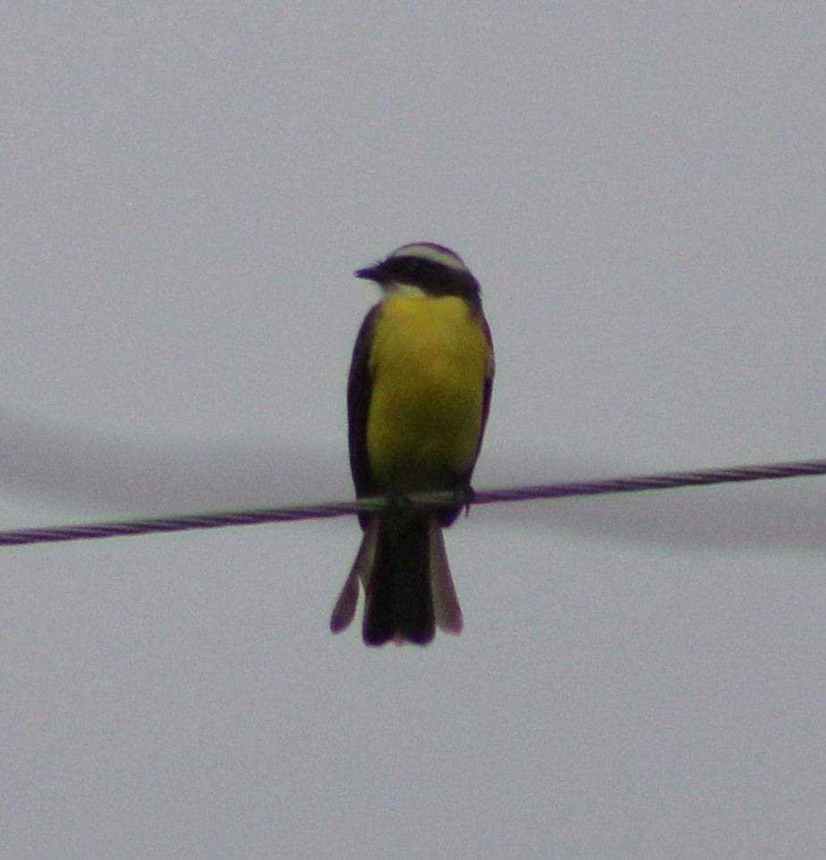 Social Flycatcher - Pedro Behne