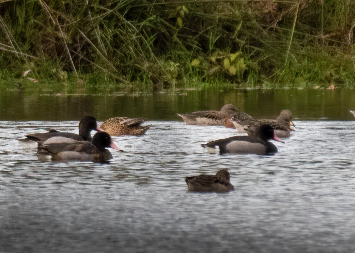 Rosy-billed Pochard - Carol Valentin