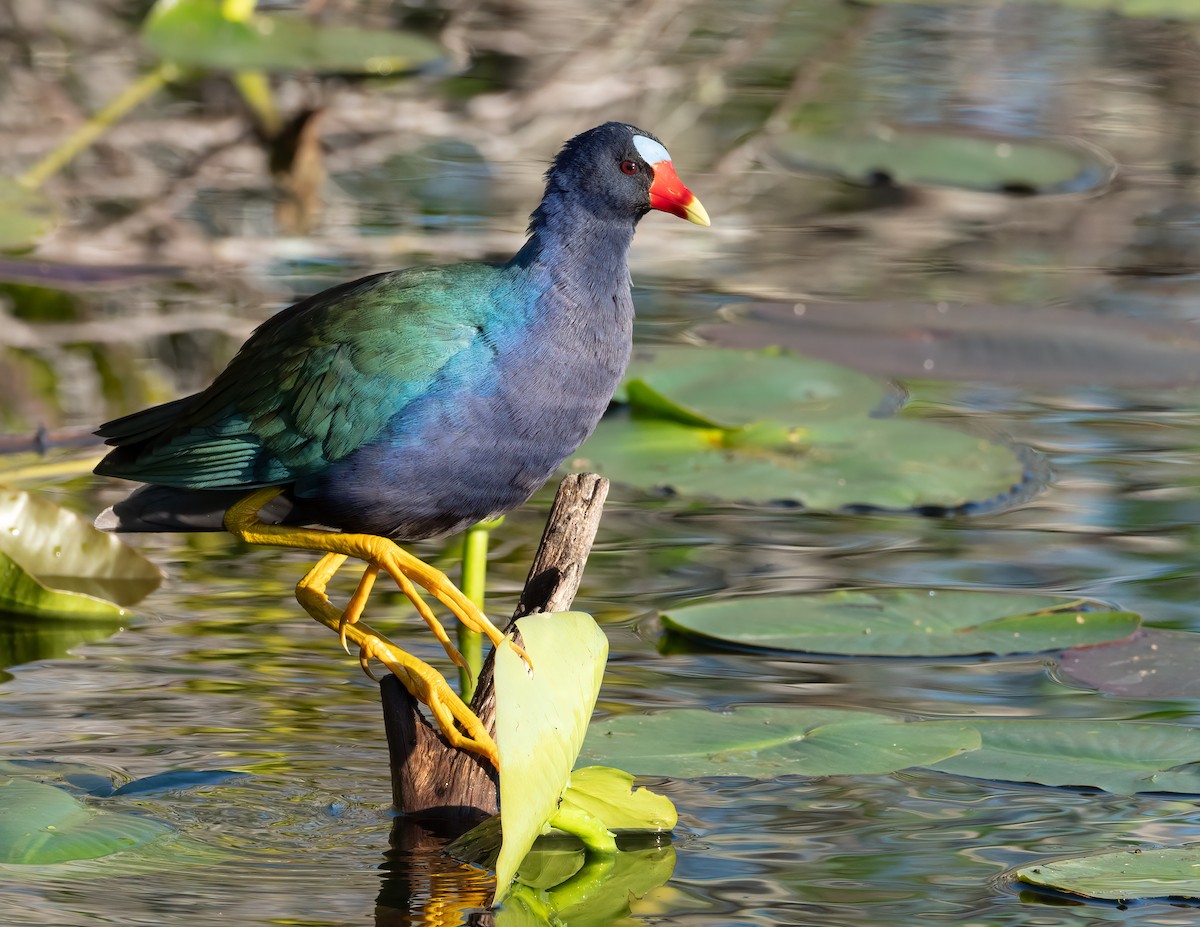 Purple Gallinule - Jan Allen