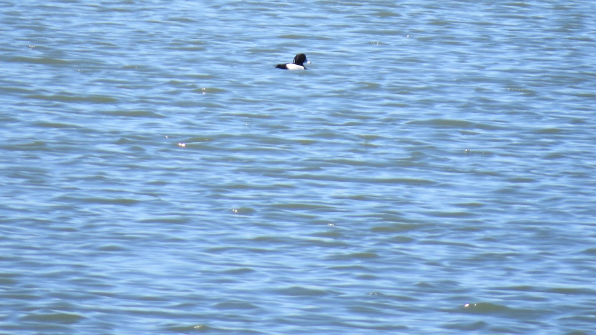 Tufted Duck - Terry Hastings