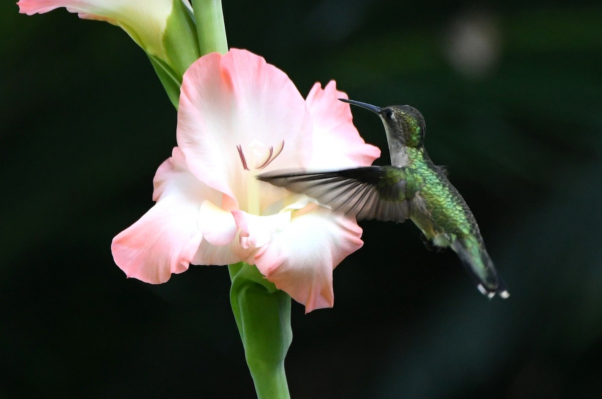 Ruby-throated Hummingbird - Kevin Smith