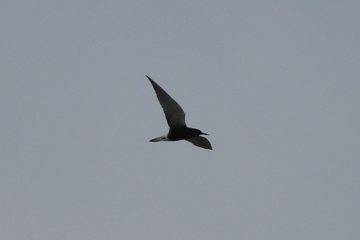 Black Tern - Cliff VanNostrand