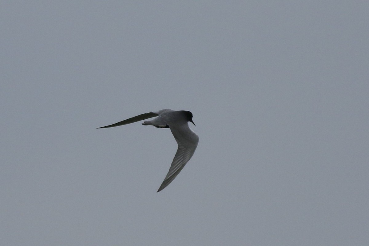 Black Tern - Cliff VanNostrand