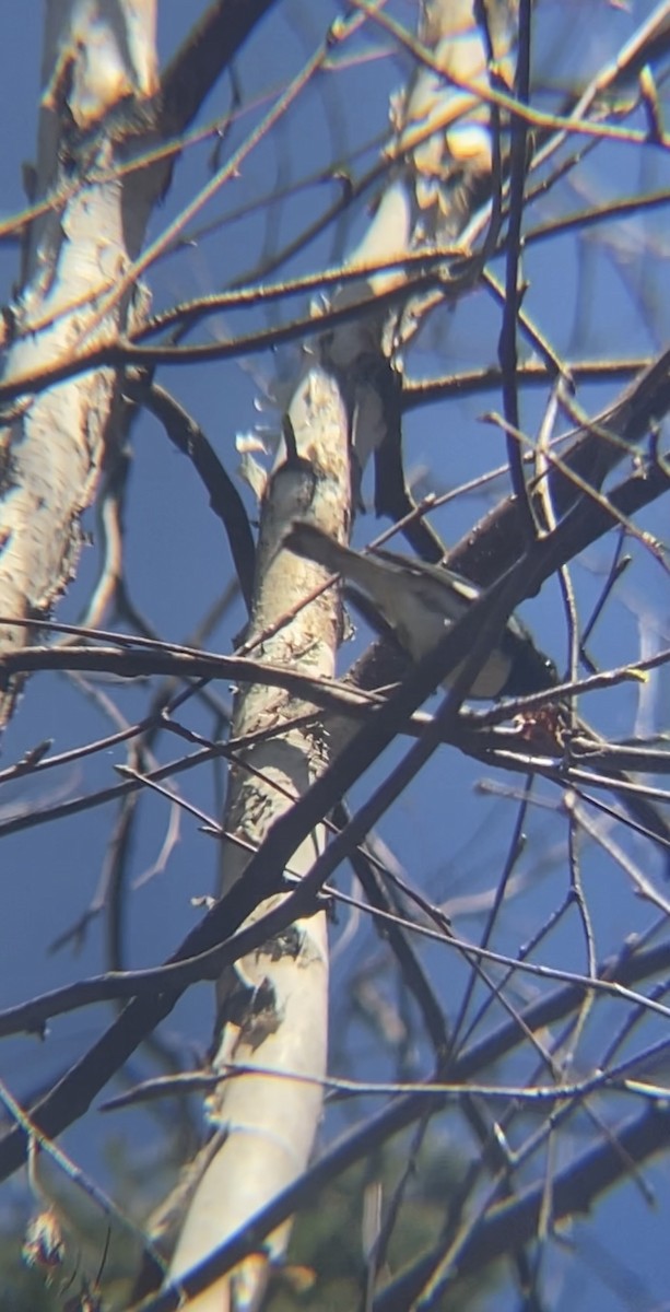 Black-throated Blue Warbler - Zakary L’Abbé-Larivière