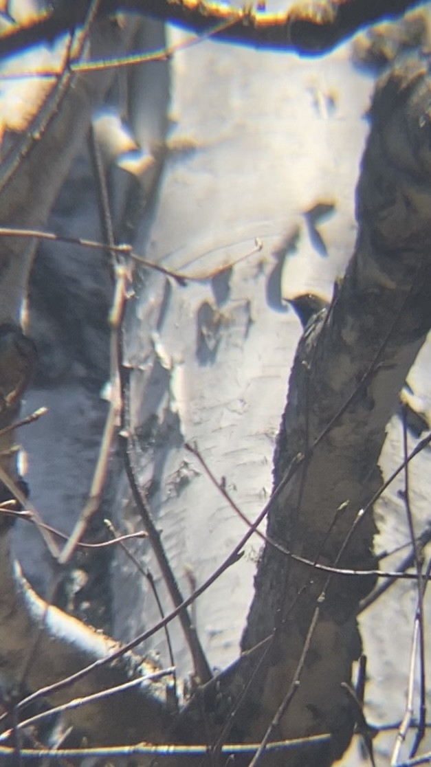 Black-throated Blue Warbler - Zakary L’Abbé-Larivière