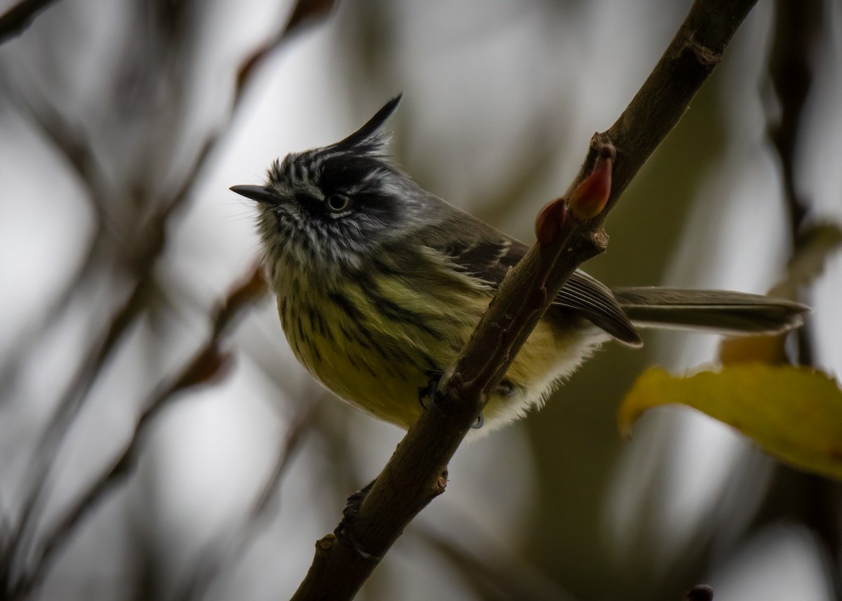 Tufted Tit-Tyrant - Carol Valentin