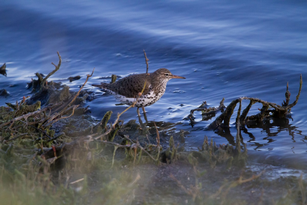 Spotted Sandpiper - ML618780949