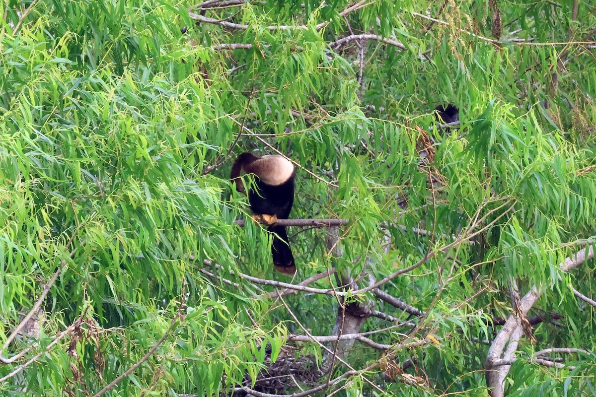 Anhinga - Vern Bothwell