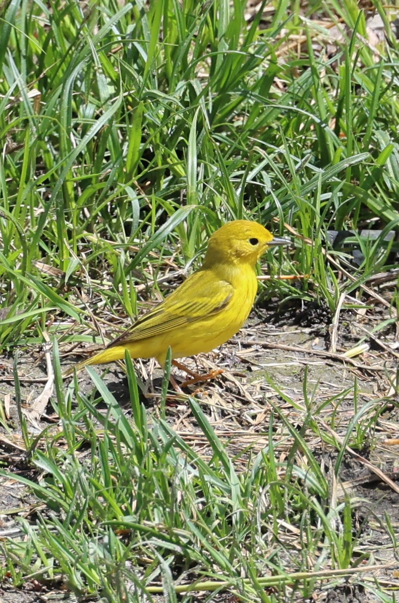 Yellow Warbler - ML618781007