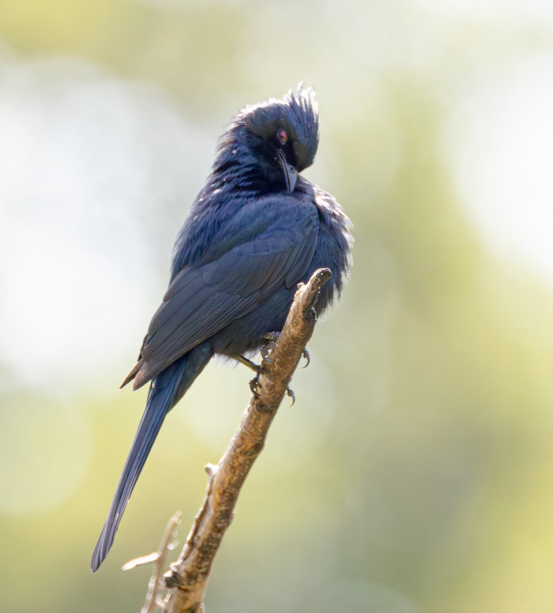 Phainopepla - Ben  Valdez