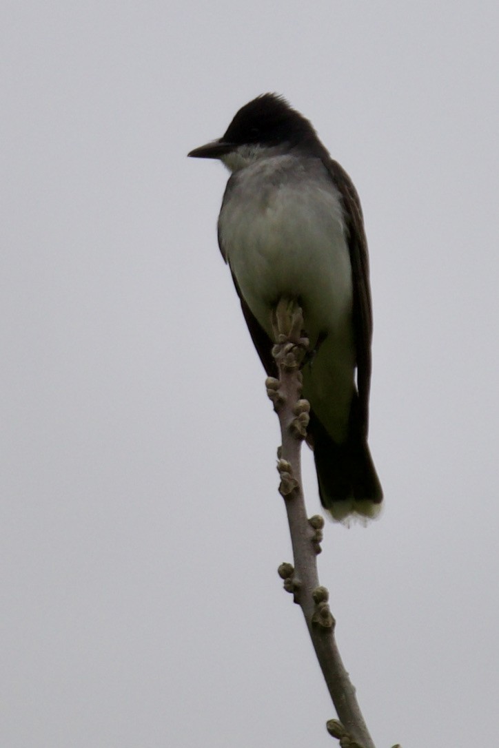 Eastern Kingbird - ML618781012