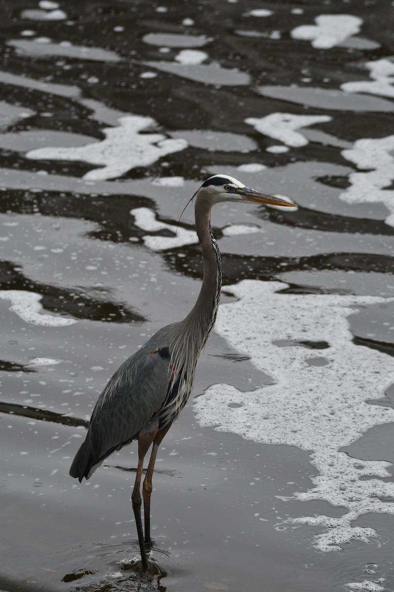 Great Blue Heron - Kevin Roback