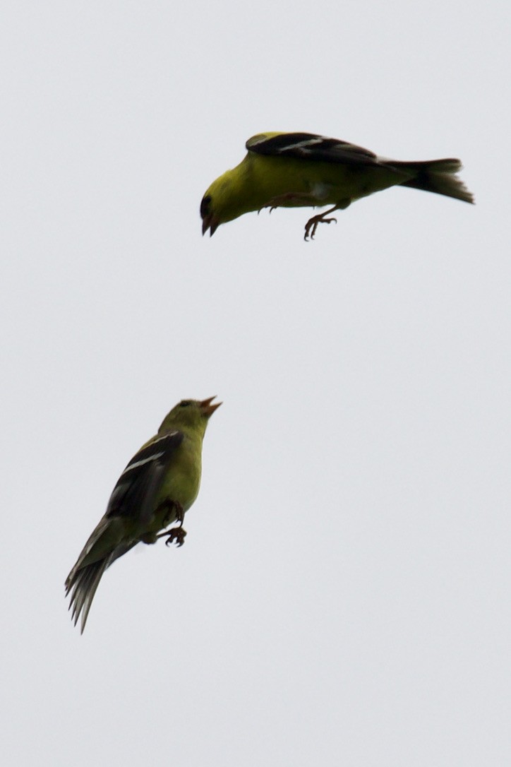 American Goldfinch - ML618781022