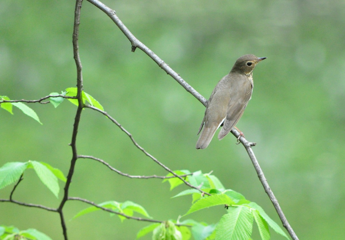 Swainson's Thrush - Michelle Hilscher