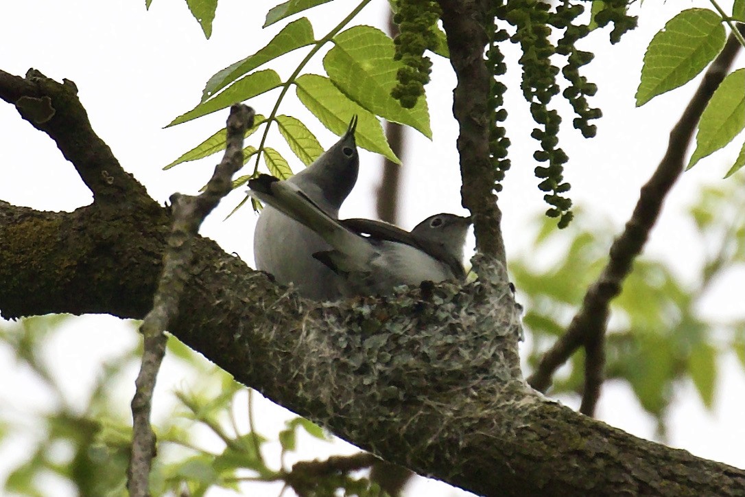 Blue-gray Gnatcatcher - ML618781036