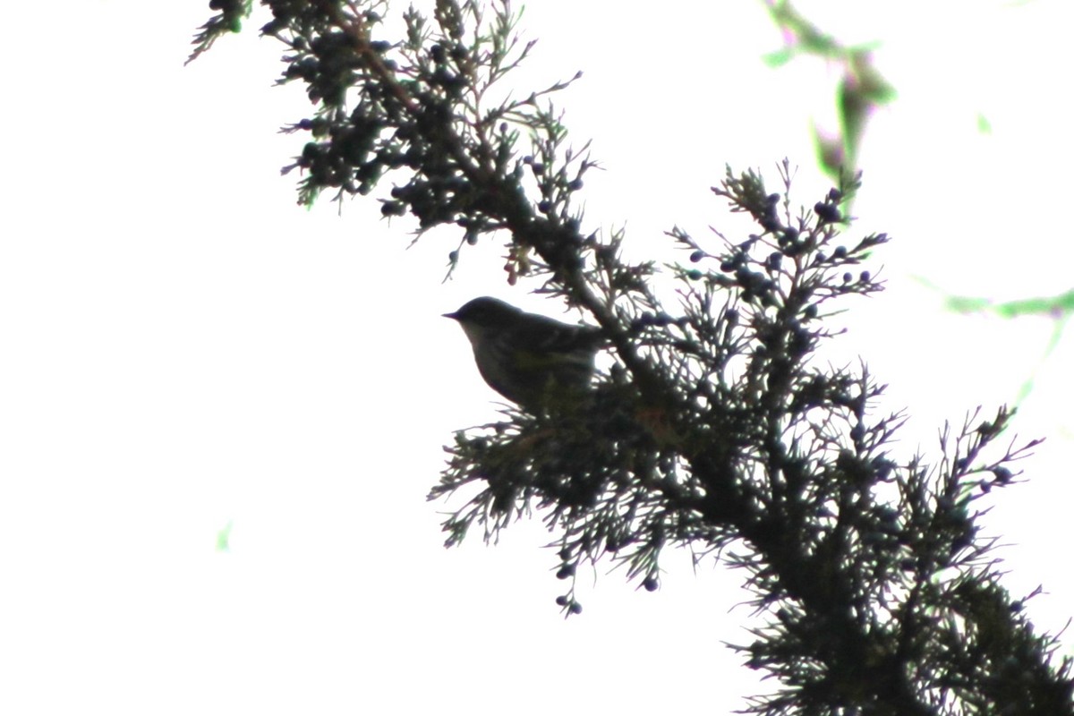 Yellow-rumped Warbler (Myrtle) - Sean Cozart