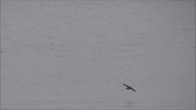 Cliff Swallow - ML618781051
