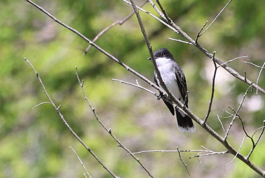 Eastern Kingbird - Jen Armstrong