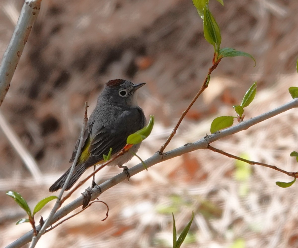 Virginia's Warbler - Rene Laubach