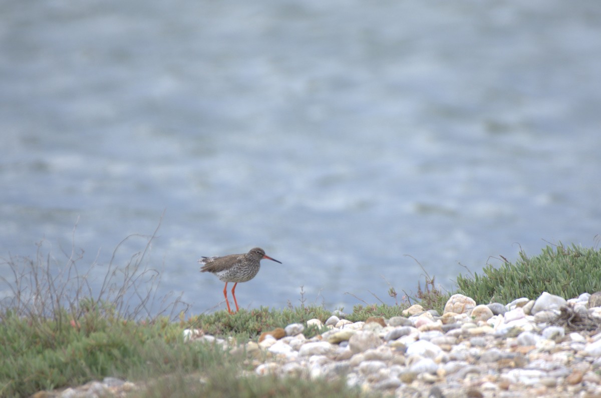 Common Redshank - Umut Özten