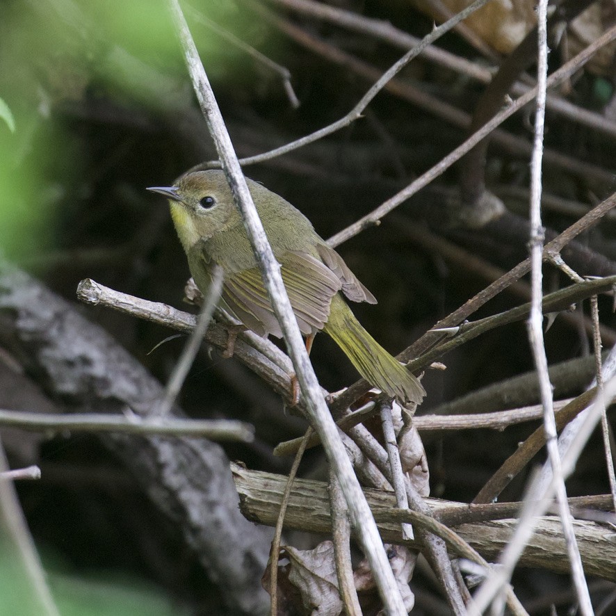 Common Yellowthroat - ML618781083