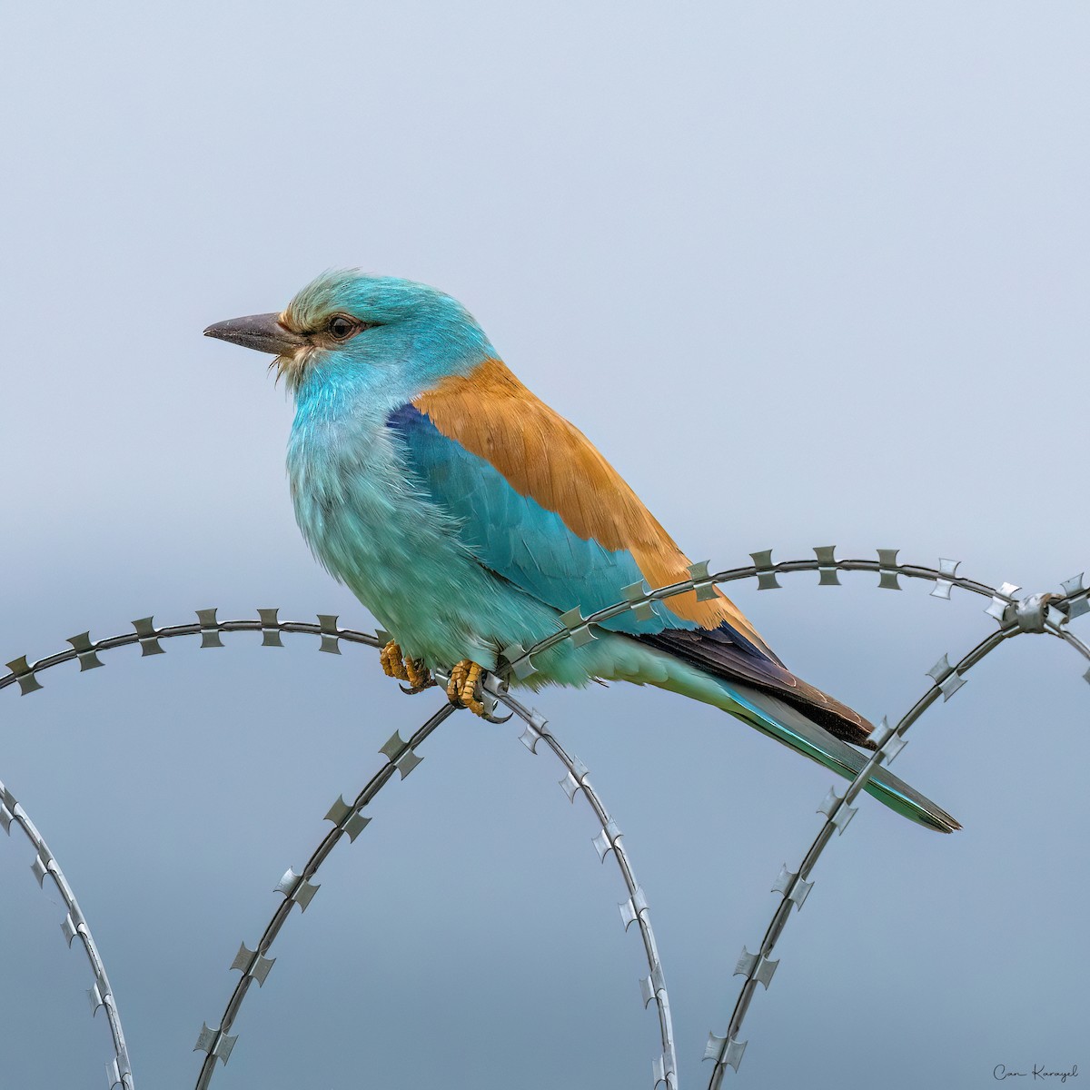 European Roller - Can Karayel