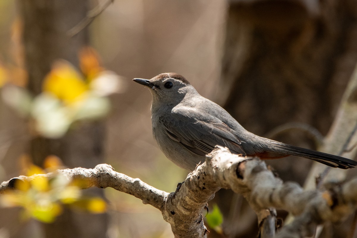 Gray Catbird - tim goodwin