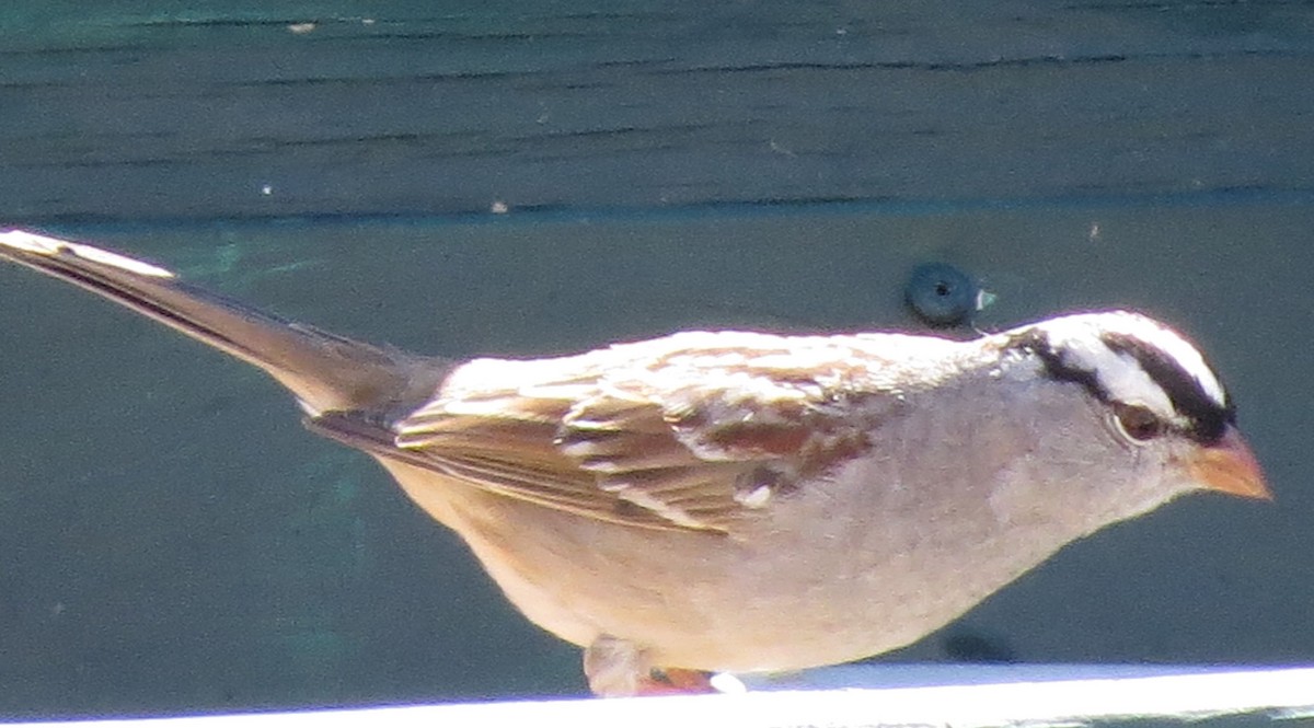 White-crowned Sparrow (Gambel's) - Dale Ohl