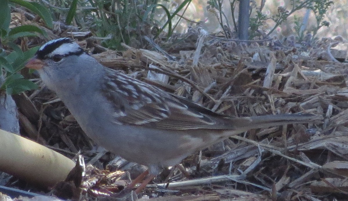 White-crowned Sparrow (Gambel's) - ML618781103