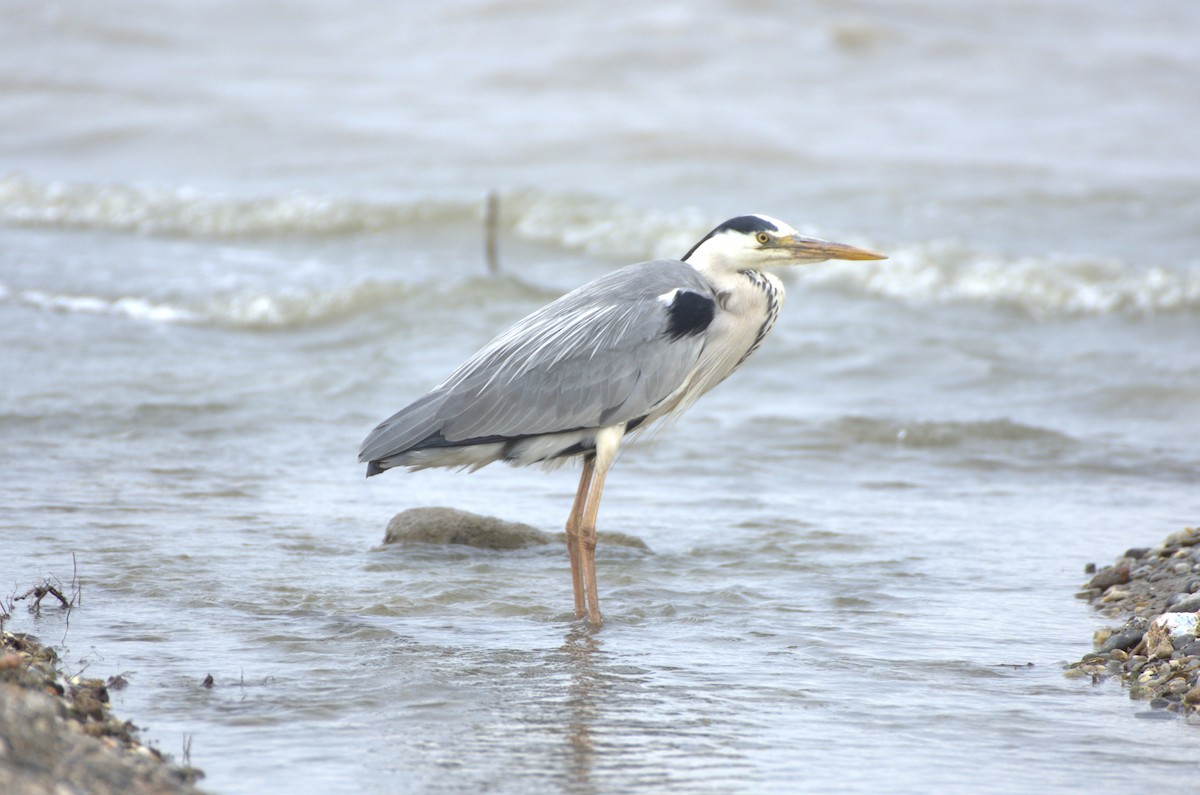 Gray Heron - Umut Özten