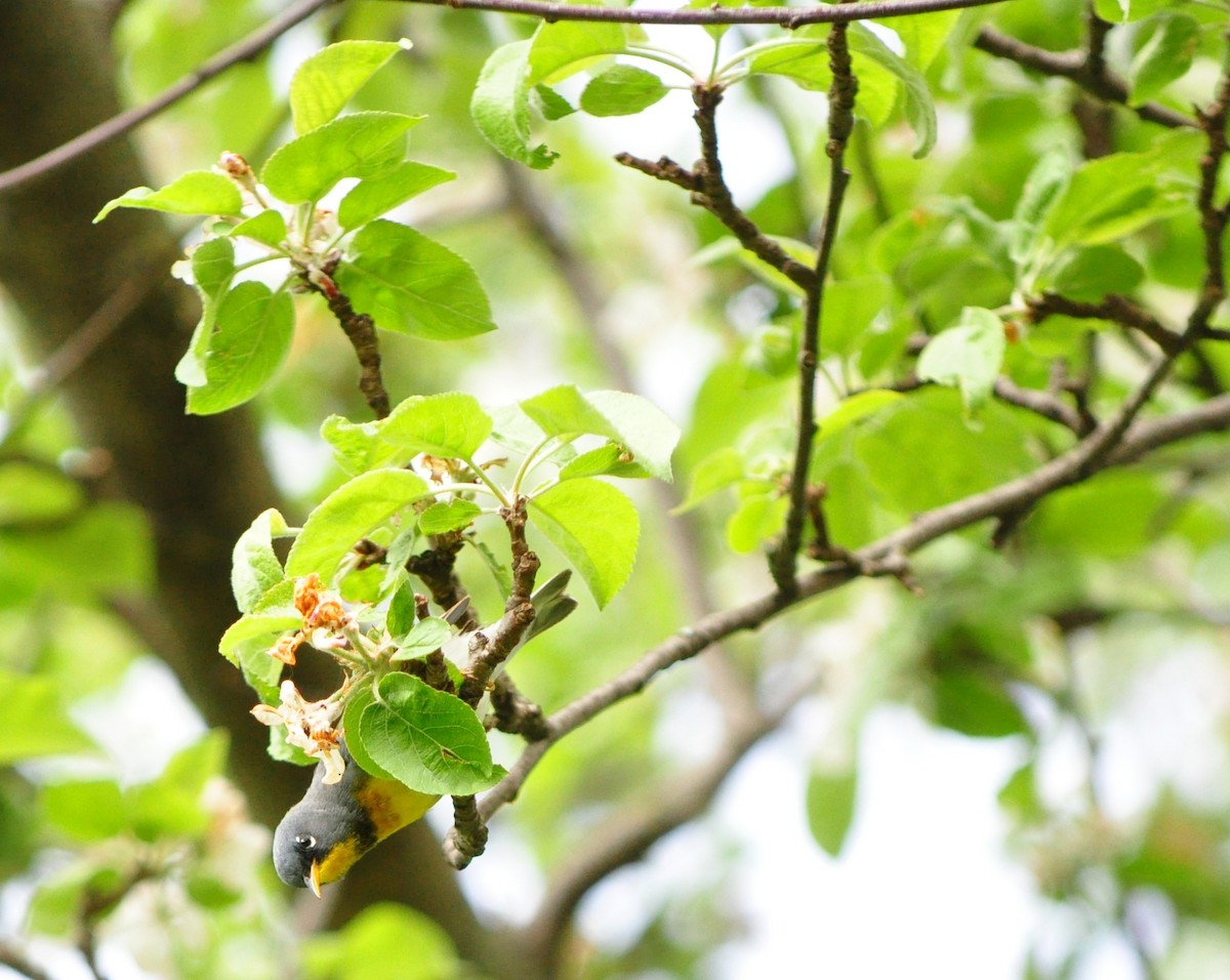 Northern Parula - Michelle Hilscher