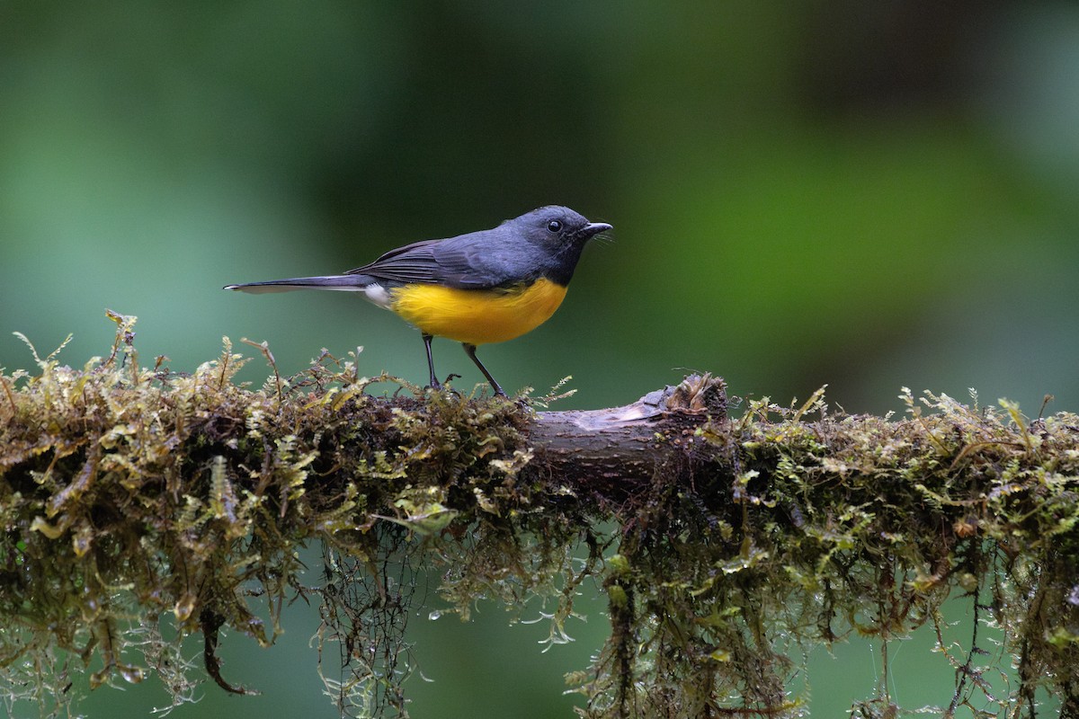 Slate-throated Redstart - ML618781124