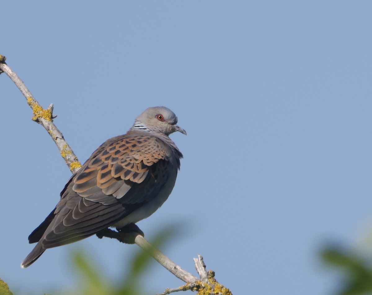 European Turtle-Dove - Gavin Bieber