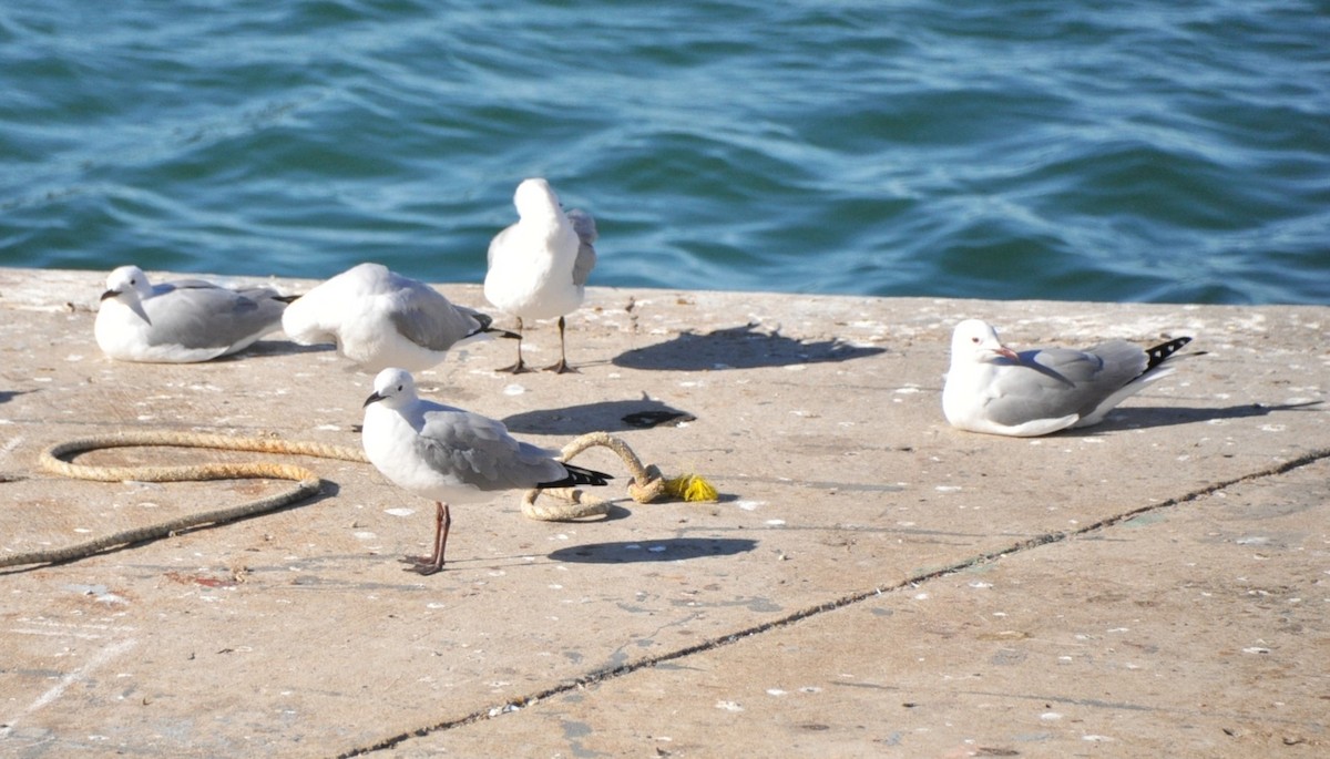 Hartlaub's Gull - ML618781127